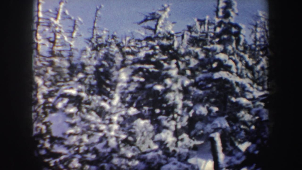 Dense snow-covered trees with bare branches rising above them.