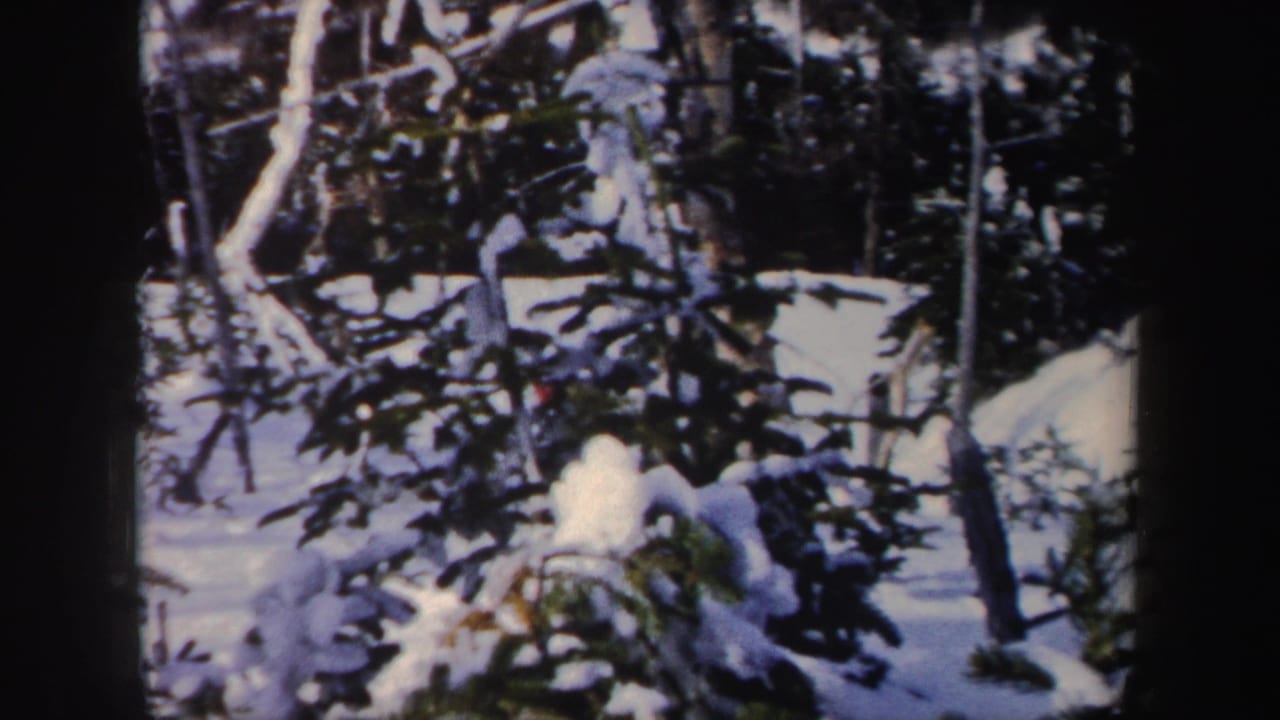 1962 New York 8mm frame showing snow-laden evergreens, bare trunks, and a shaded winter woodland floor.