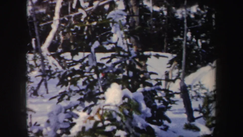 1962 New York 8mm frame showing snow-laden evergreens, bare trunks, and a shaded winter woodland floor.