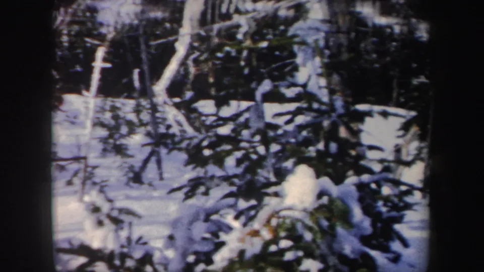 1962 New York home-movie frame of a snow-covered forest with evergreen branches and pale bare trunks.