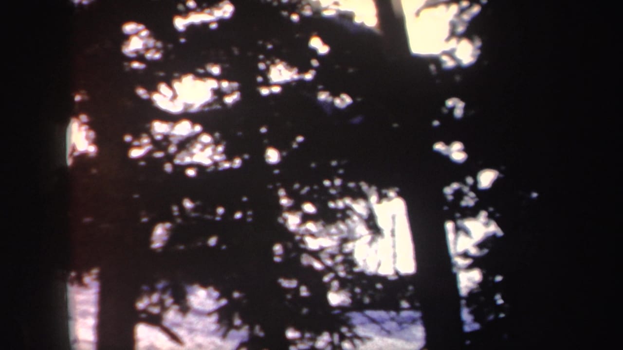 1962 New York 8mm frame with evergreen trunks and branches silhouetted against overexposed snow and sky.