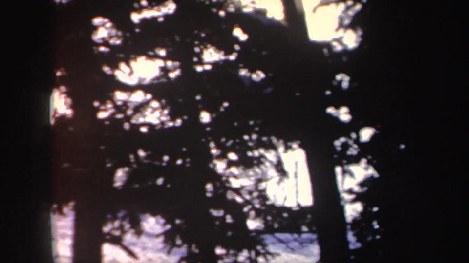 1962 New York 8mm frame with evergreen trunks and branches silhouetted against overexposed snow and sky.
