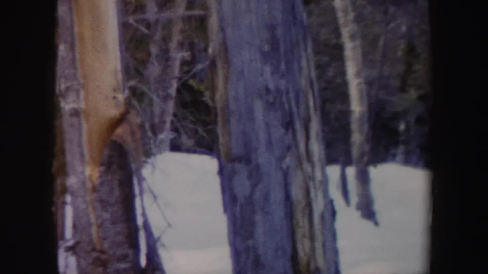8mm frame of a snowy wooded area in New York, with tree trunks and no clearly visible rider in this moment.