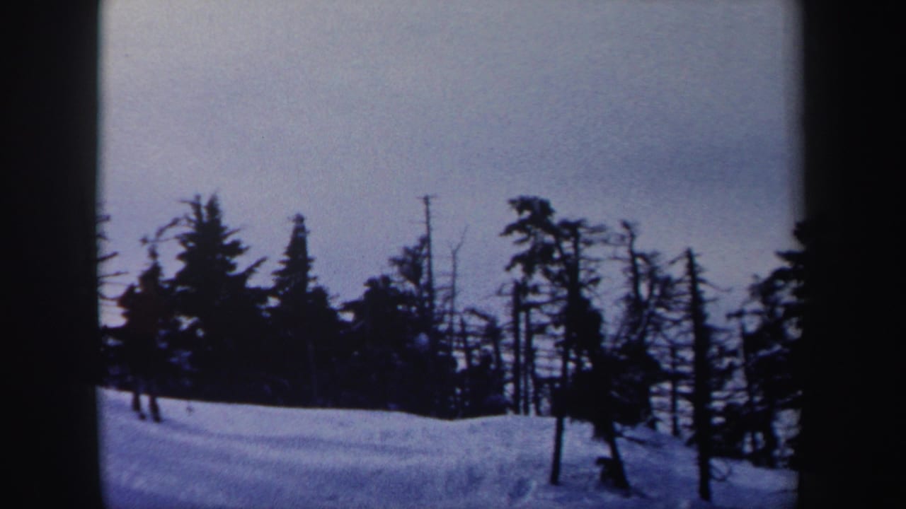 Snowy wooded slope with a distant skier near dark evergreen trees.