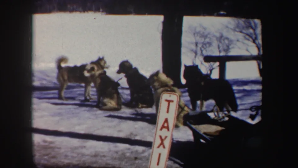 1962 New York home-movie frame of sled dogs gathered beside a dog sled and taxi sign in a bright snowy area.