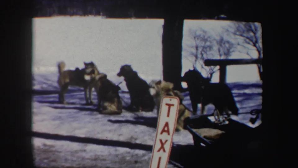 1962 New York 8mm frame showing several harnessed dogs on snow near a red-and-white TAXI sign and bare winter trees.