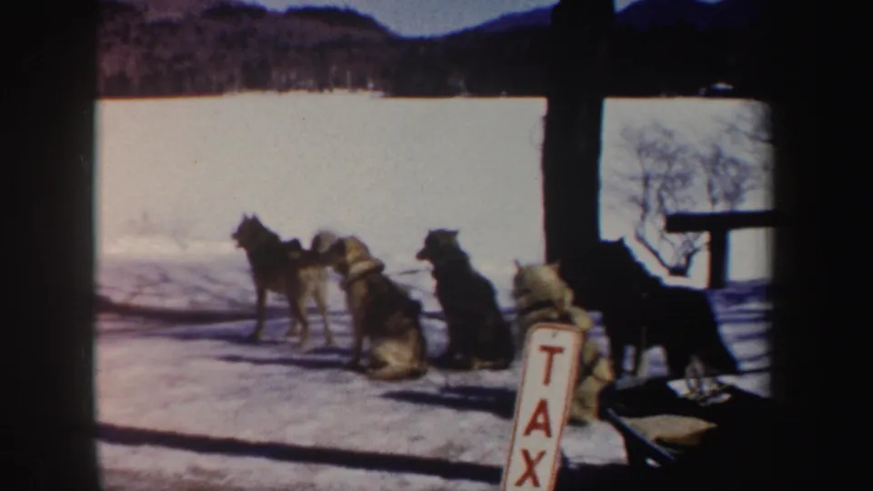 A bundled adult appears at the edge of the 1962 New York frame as harnessed dogs cluster near the TAXI sign in snow.