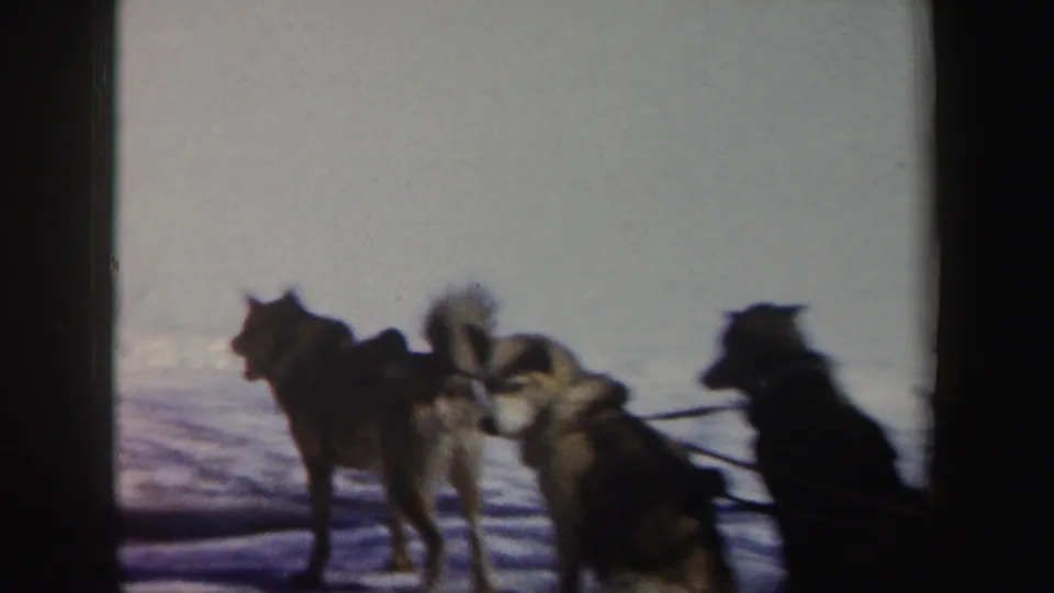 Closer 1962 New York 8mm view of harnessed dogs in snow, with the taxi sign no longer prominent in the cropped frame.