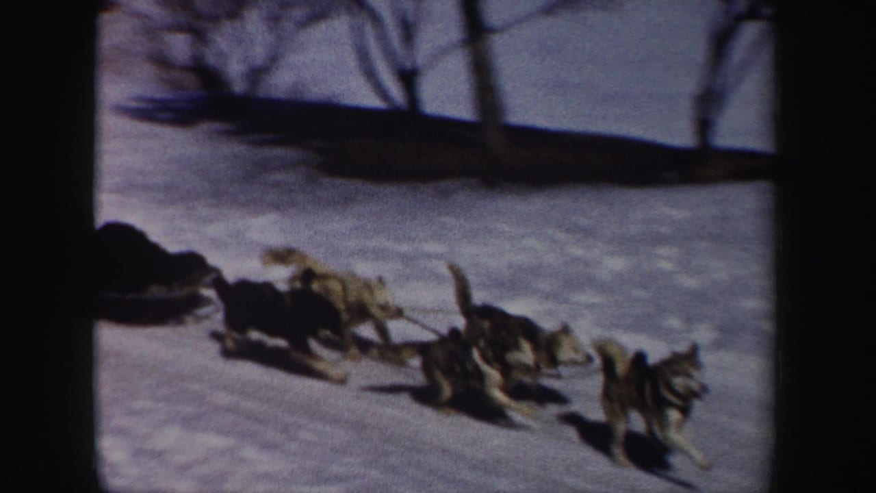 1962 New York 8mm frame showing a sled dog team moving across a snowy open area with bare trees and strong shadows nearby.