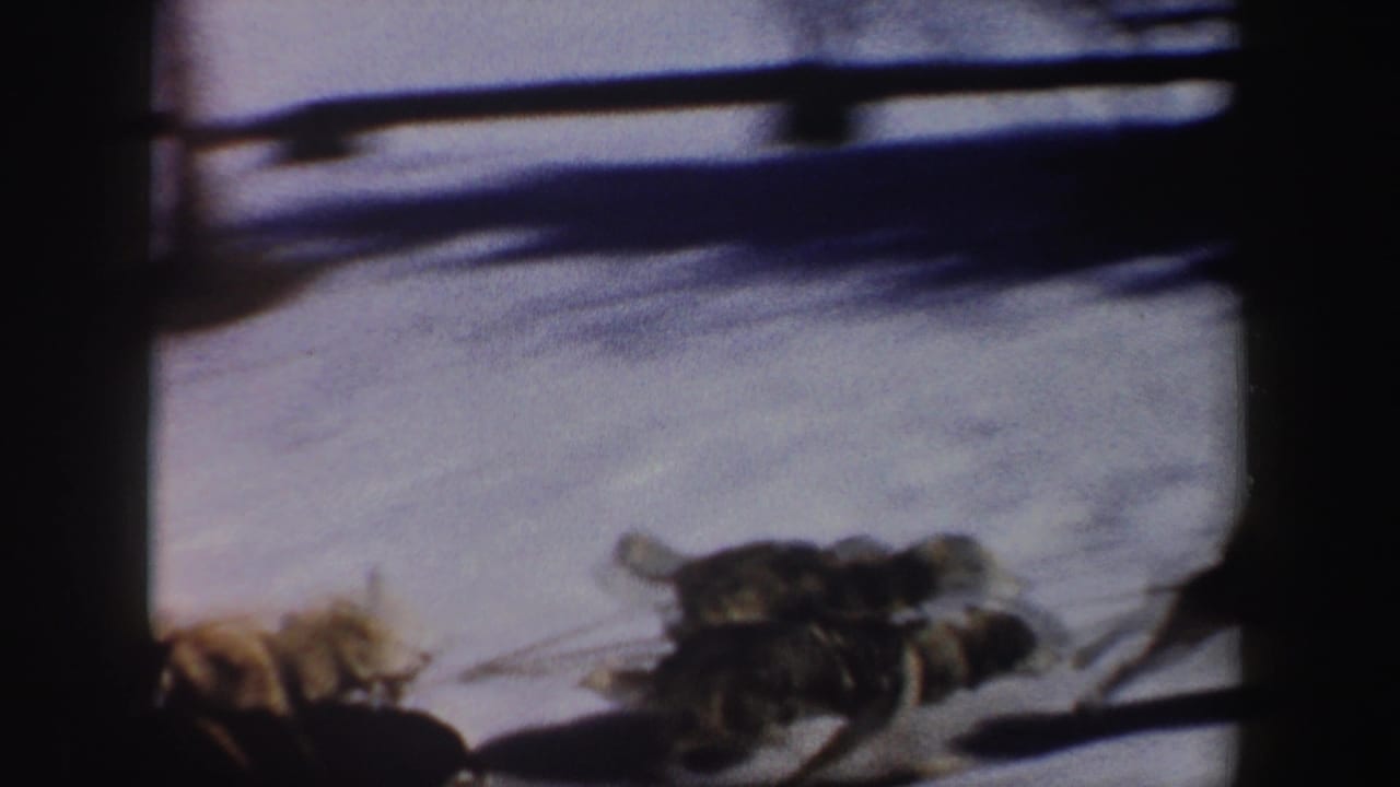 A team of dogs pulls a sled through snow in a soft, partially obscured 1962 New York home-movie frame.