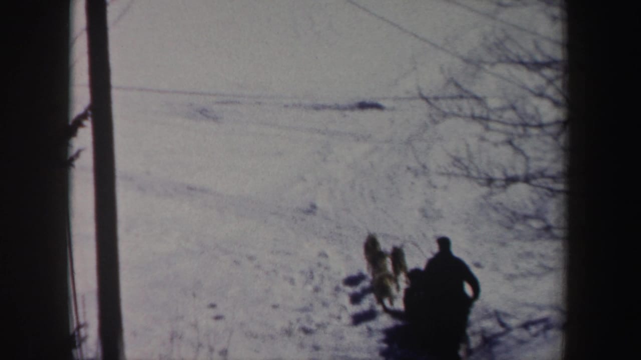 Distant silhouetted rider on a dog sled crosses a snowy field near bare trees.