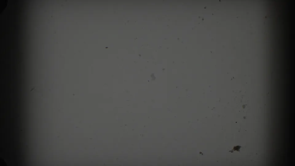 Final gray 8mm frame from the Glendale clip with visible grain, scattered dust, and dark vertical gate shadows.