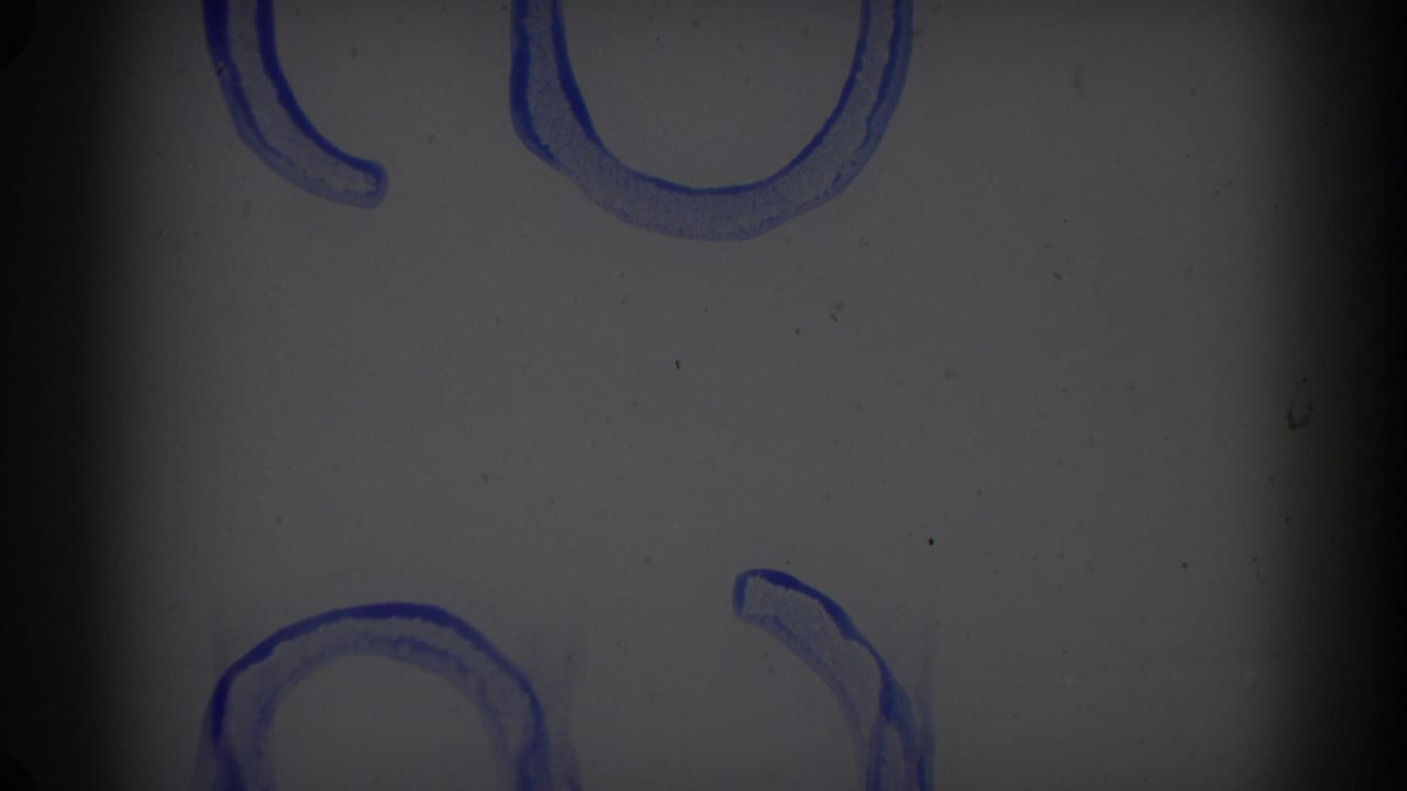 Gray film leader with dark borders and faint blue curved marks near the top and lower edge.