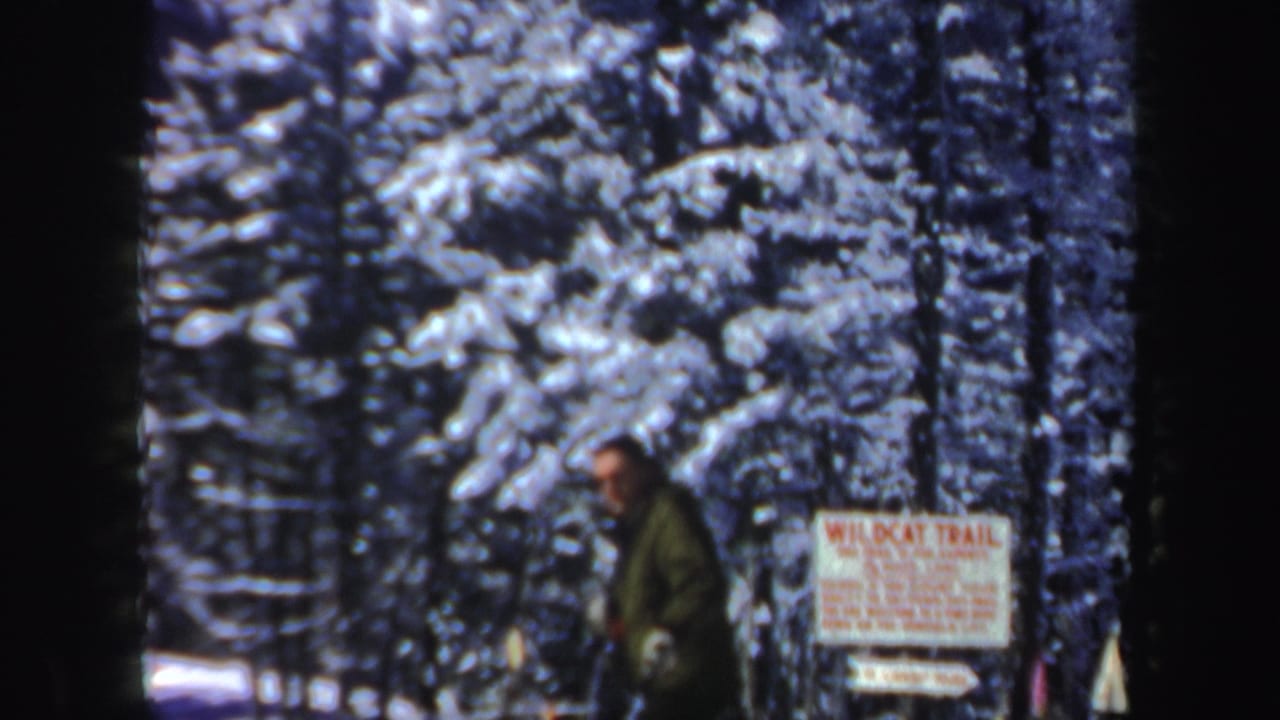 Man on skis passes a Wildcat Trail sign in a snowy evergreen forest.