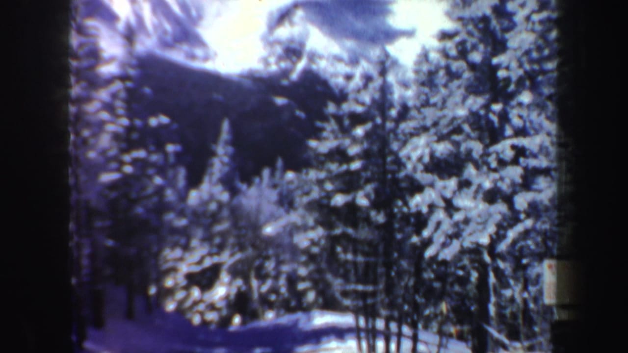 Snow-covered pine trees on a bright mountain slope.