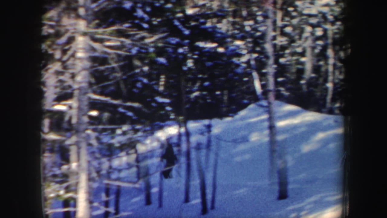 Distant skier moving through a snowy forest with bare trunks and deep winter shadows.