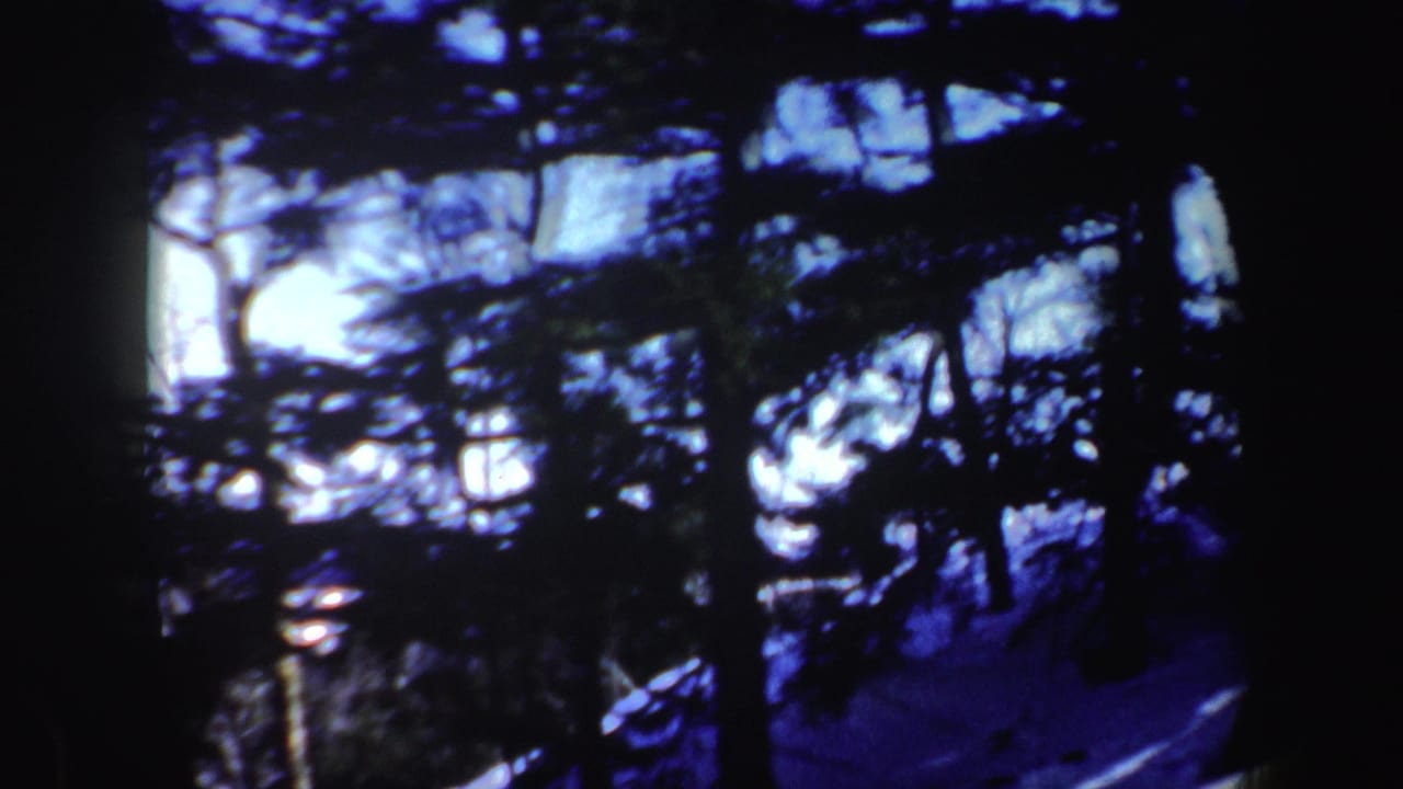 Dark evergreen trees silhouetted against a blue winter sky and snow-covered ground.