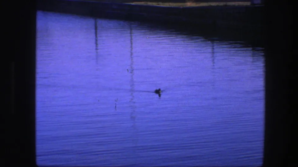 1975 Copenhagen home-movie view of a lone duck moving across rippling blue water beneath the dark window frame.