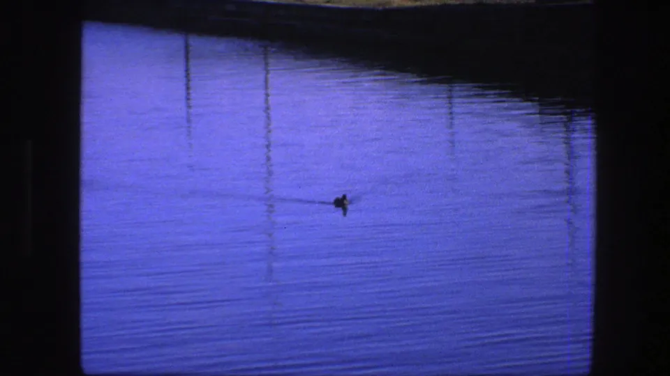 1975 Copenhagen frame showing a lone duck on calm twilight water, with dark window framing and a distant shoreline beyond.