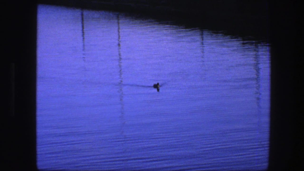 Small duck silhouette swimming across deep blue rippled water.