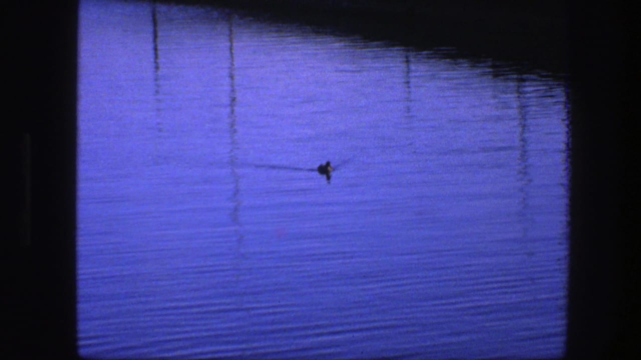 Duck near the center of a blue water frame with ripples and reflections.