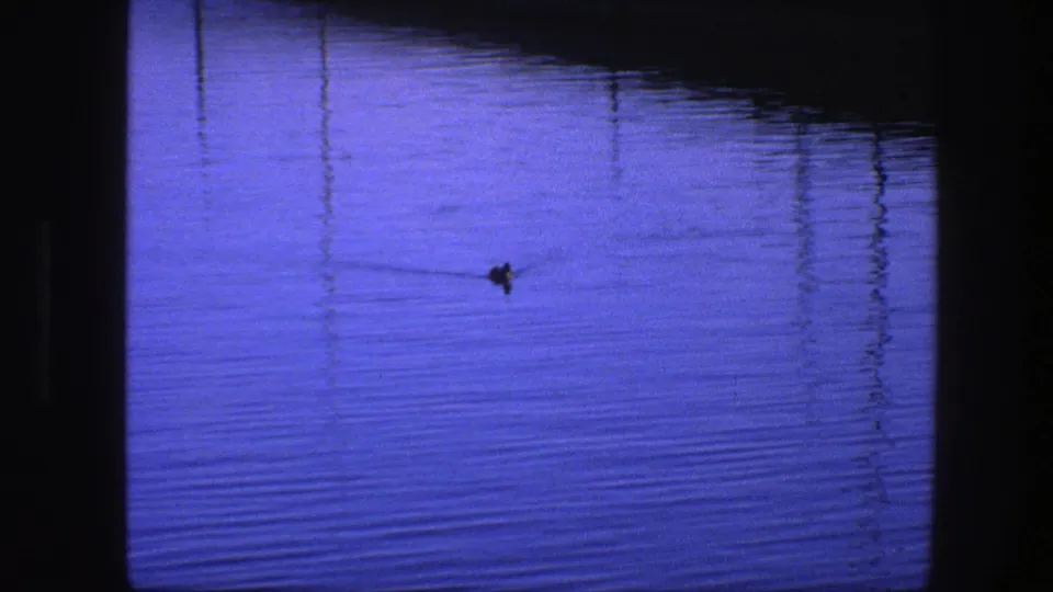 A small duck swims through saturated blue water in the 1975 home-movie clip, leaving a subtle wake.