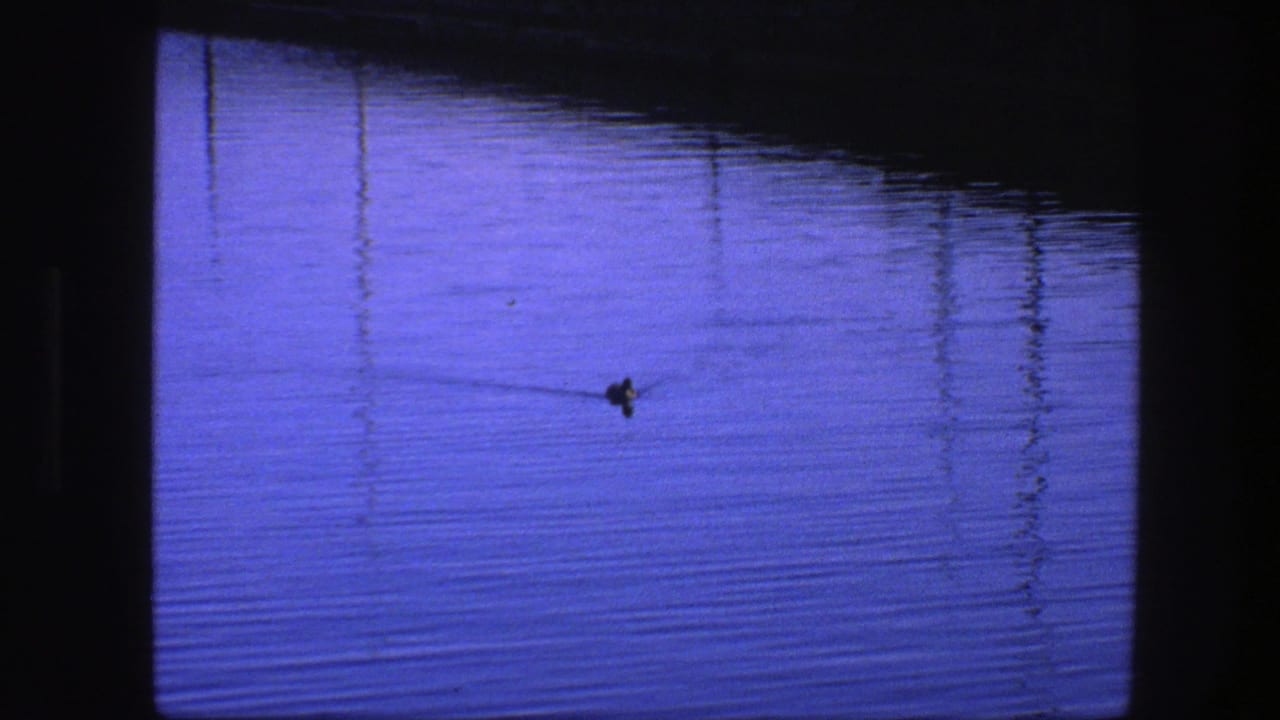 A lone duck swims on blue rippled water with dark reflections above.