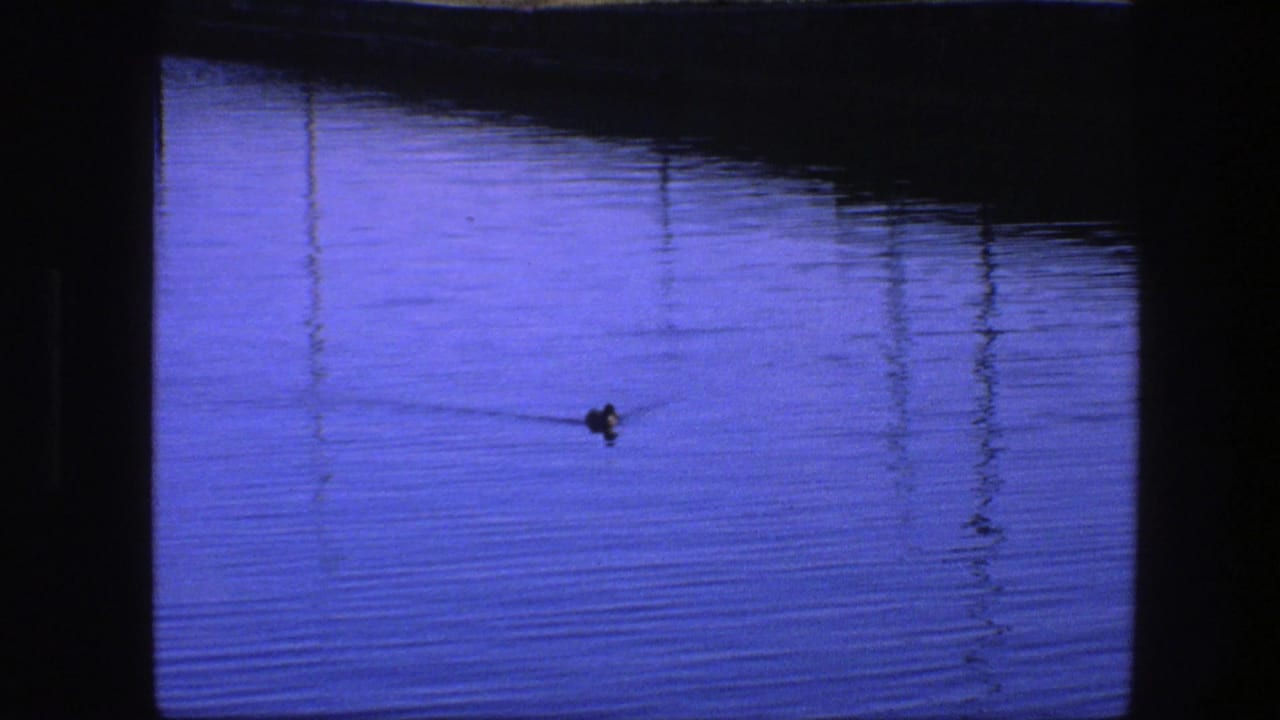 A small duck crosses rippled blue water in the Copenhagen 1975 clip, with dark shoreline or bridge reflections at the top of frame.