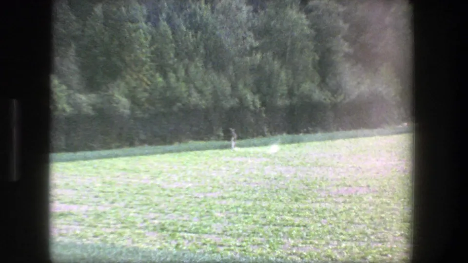 1975 Denmark 8mm frame with a small likely deer standing or moving in a grassy field near the forest edge.