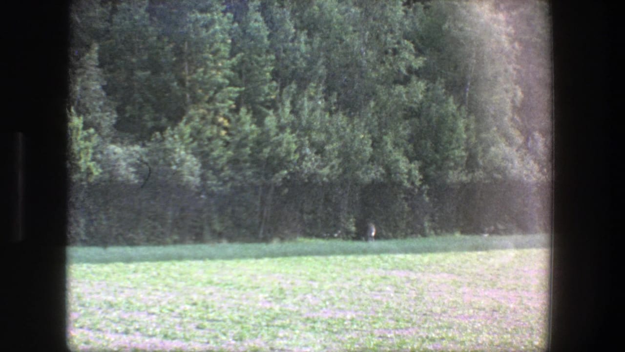 Grass field bordered by dense trees, seen through dark 8mm frame edges.
