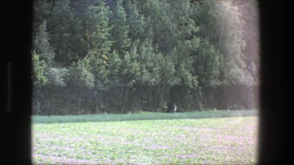 1970s 8mm travel view of a green grassland and tree line, filmed from a moving or partially obscured viewpoint.