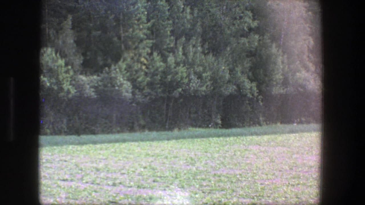 Sunlit field and dense trees with dark vertical frame borders.