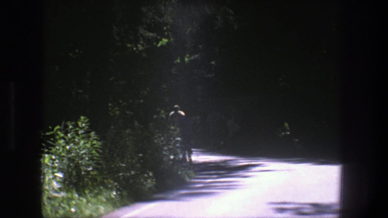 Sunlit forest road receding between dark trees and dense foliage.