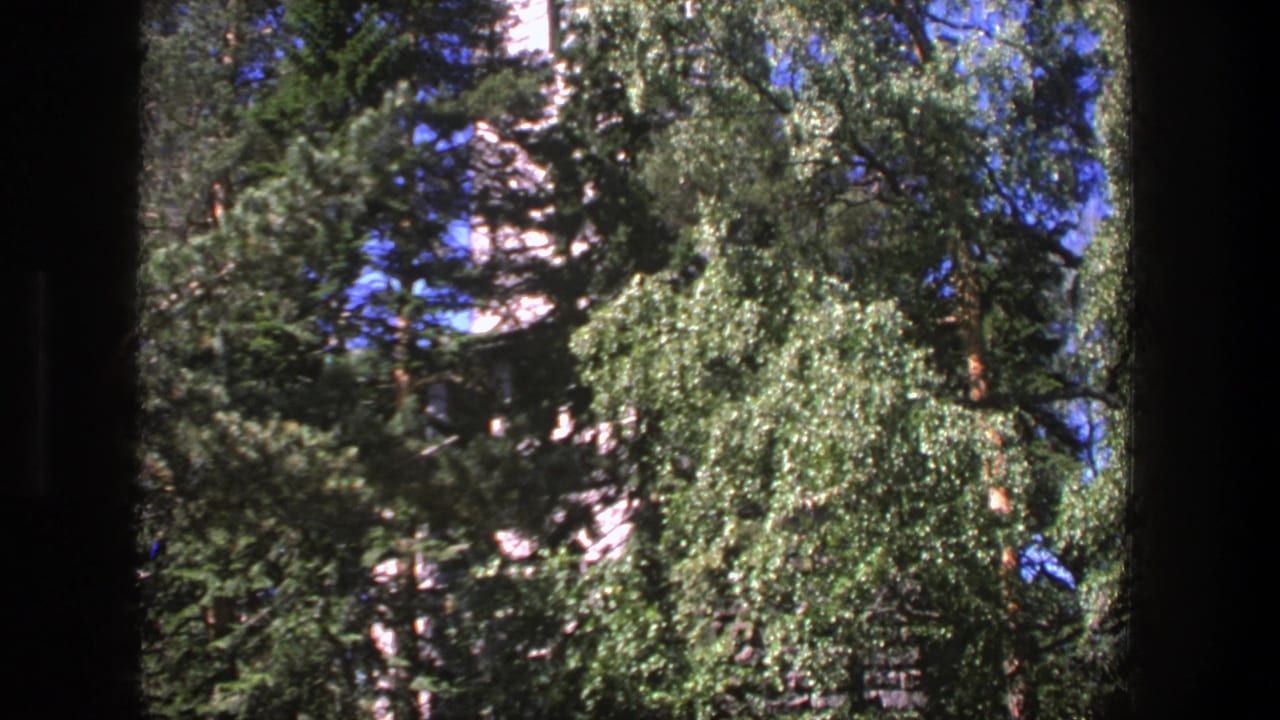 Tall evergreen trees and a leafy tree seen through dark 8mm frame borders.