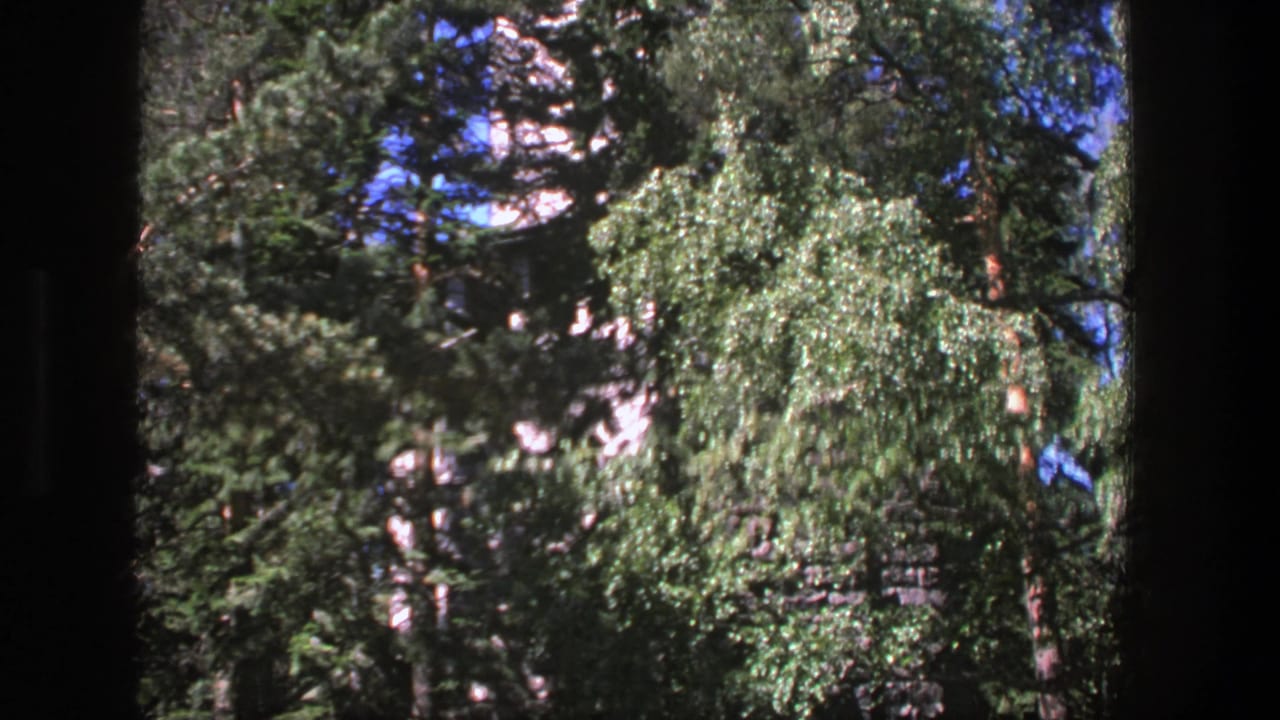 1975 Denmark 8mm view of leafy and evergreen trees, with bright sky glimpsed through the canopy and soft home-movie texture.