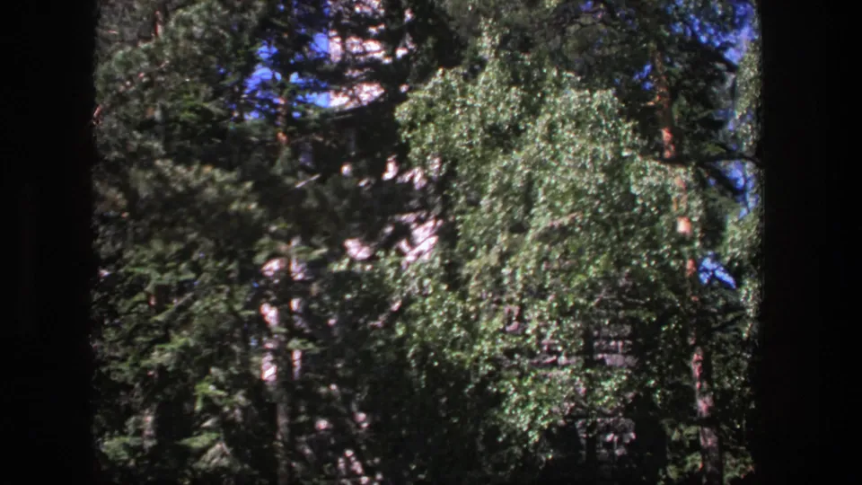 1975 Denmark 8mm frame with dense woodland foliage, taller conifers behind, and a central leafy tree in soft archival color.