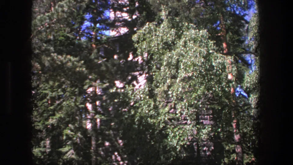 1975 Denmark 8mm woodland frame showing sunlit leaves, evergreen branches, and blue sky within dark film borders.