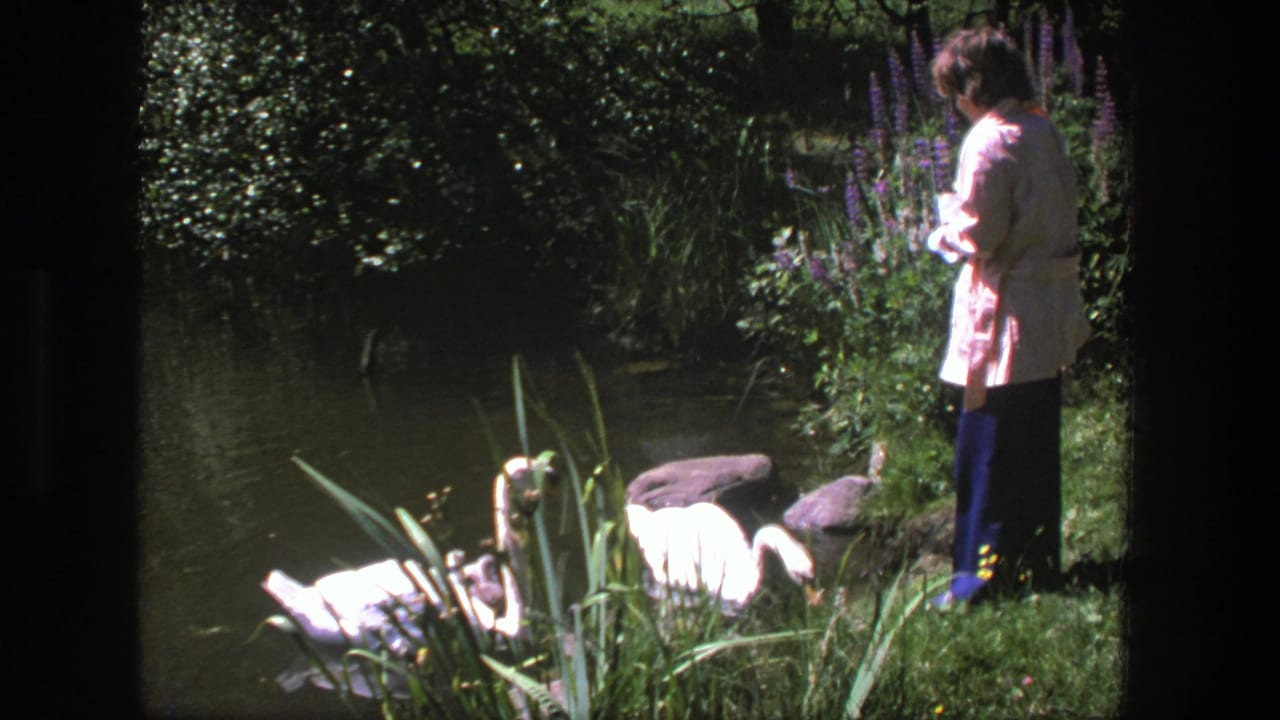Woman in a pink jacket stands beside a pond where swans and goslings gather near reeds.