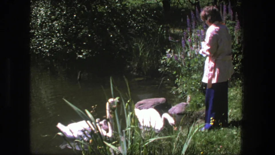 In 1975 Denmark footage, a woman stands at a summer pond as swans and grey goslings cluster near reeds and grass.