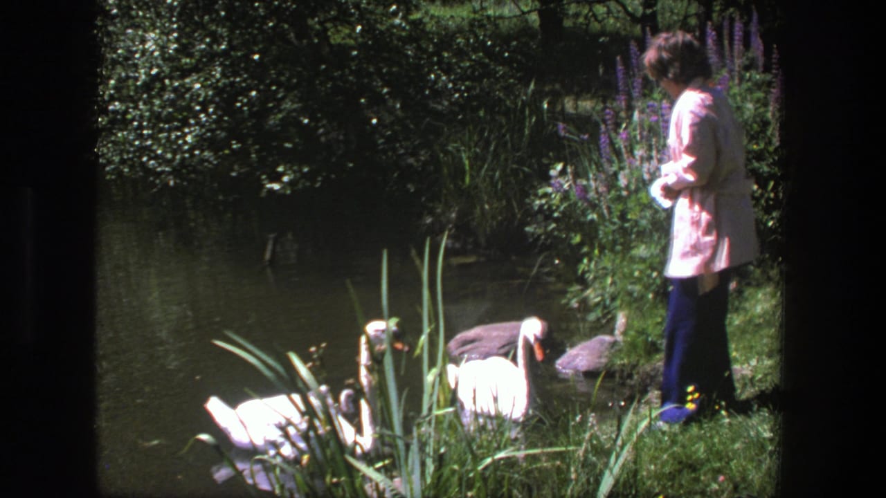 A woman in a pale pink jacket stands at a Danish pond as swans and young goslings move among reeds in summer light.