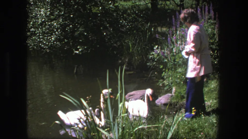 A woman in a pale pink jacket stands at a Danish pond as swans and young goslings move among reeds in summer light.