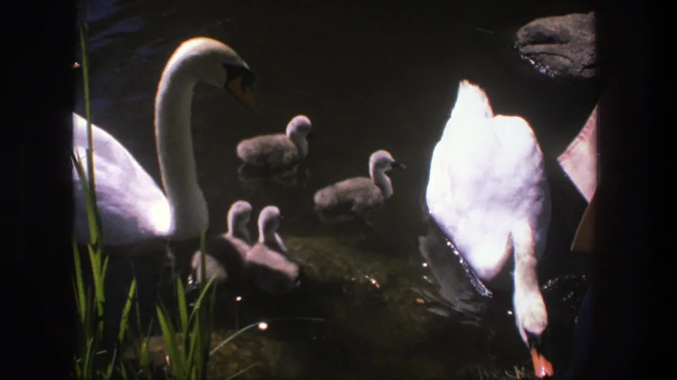 The 8mm frame moves closer to white swans and fluffy grey goslings swimming beside reeds in a Denmark pond.