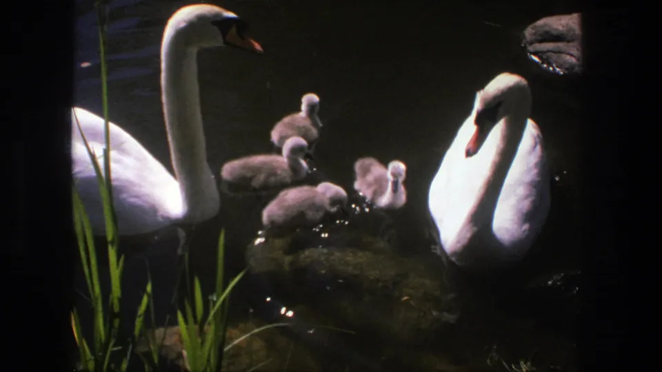 White swans and young grey goslings gather in the pond near reeds, with the 1975 Denmark home-movie frame cropped close.