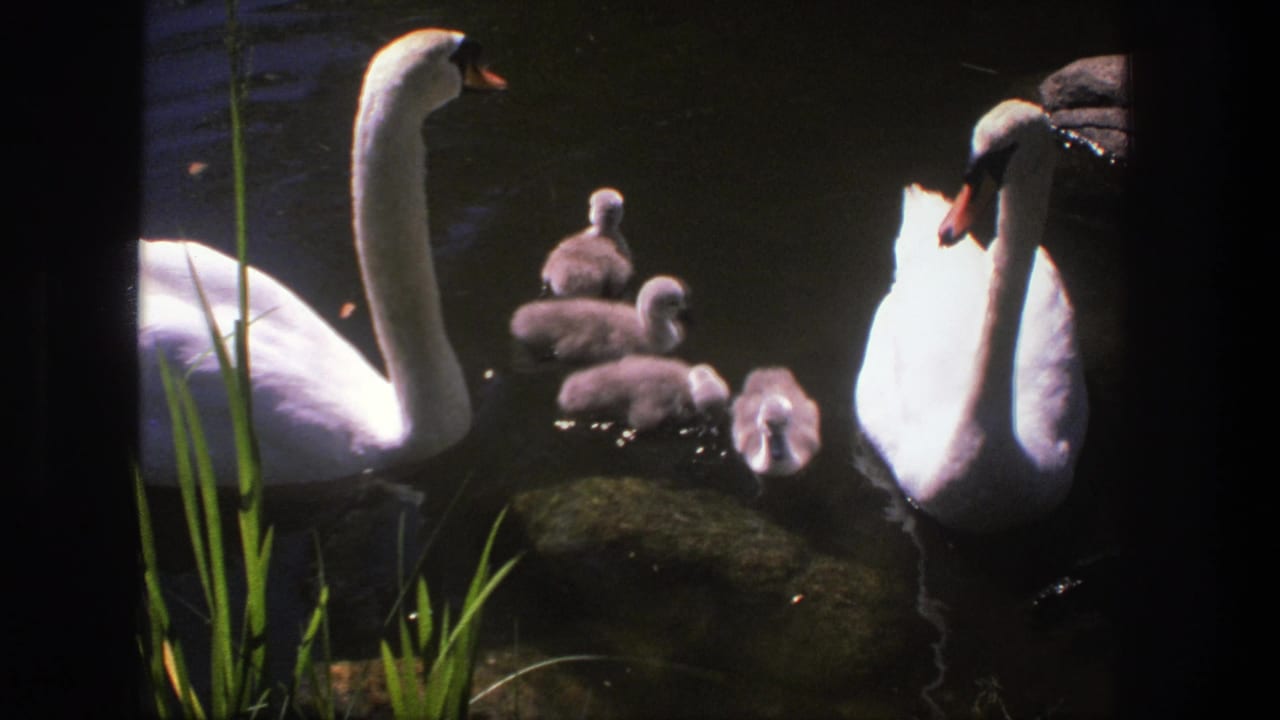 1975 Denmark 8mm frame of two white swans with four grey cygnets clustered near reeds and dark pond water.