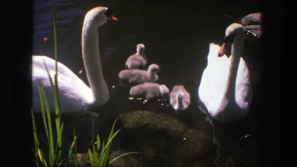 1975 Denmark 8mm frame of two white swans with four grey cygnets clustered near reeds and dark pond water.