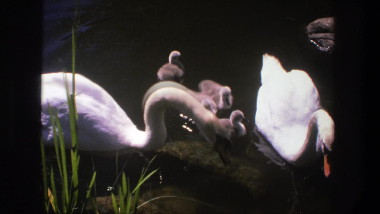 1975 Denmark 8mm frame showing two adult swans with cygnets, one adult lowering its neck toward the pond.