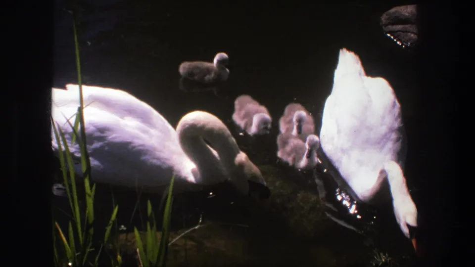 1975 Denmark 8mm frame of a swan family moving through shadowed pond water beside tall green reeds.