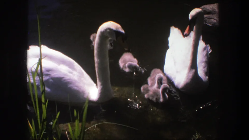 1975 Denmark 8mm frame with two adult swans and cygnets grouped tightly in a shaded pond scene.