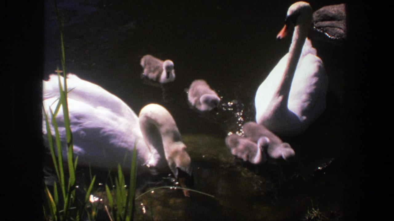1975 Denmark 8mm frame showing adult swans and fluffy cygnets gathered in dark reflective pond water near tall green reeds.
