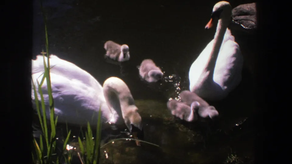 1975 Denmark 8mm frame showing adult swans and fluffy cygnets gathered in dark reflective pond water near tall green reeds.